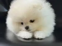 Шпиц, фотография 7