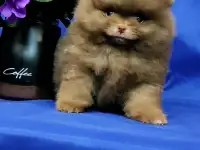 Померанский шпиц щенки. Мини мишки
