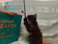 Мейн-кун девочка, фотография 9