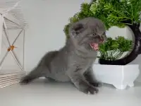 Шотландские котята, фотография 2