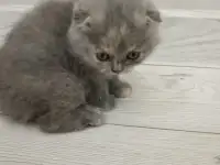 Шотландская девочка