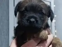 Бордер терьера щенки