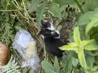 Прекрасные котята в добрые руки, фотография 2