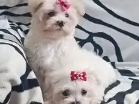 Мальтийской болонки щенки