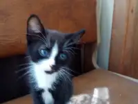 Котята в дар., фотография 1