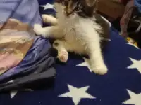 Котята Мейн куны, мальчик, девочка, фотография 2