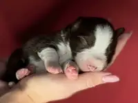 бордер-колли щенки из питомника, фотография 2