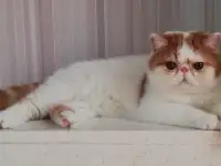 Котик экзотик, фотография 2