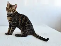 Угольный бенгальский котенок подрощенный, фотография 6