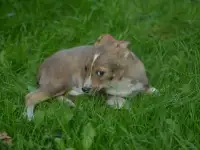 Щенок в дар, фотография 2