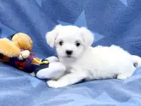 Мальтезе, фотография 4