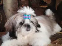 Ши-тцу,щенки.