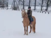 Обучение верховой езде