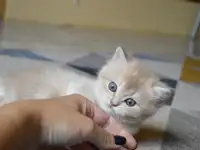 Шотландские прямоухие котята, фотография 9