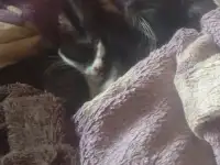 Раздаем котят в хорошие руки, фотография 2
