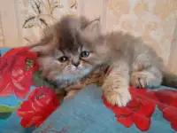 Экзотические плюшевые короткошетстные мраморные котята, фотография 10