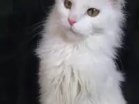 Девочка Мейн Кун, фотография 5
