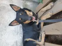 Собачка в дар