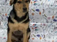 В дар добрые руки