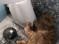 Котенок экзот, фотография 6