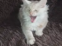 Котенок мейнкун готов обрести новый дом., фотография 3
