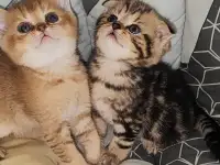 Шотландские котята, фотография 5