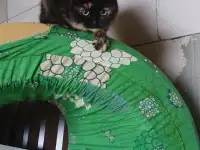 Отдам котенка в хорошие руки, фотография 3