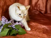 Нежный и красивый котик Беня в дар, фотография 6