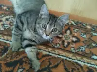 Кошечку в дар., фотография 2