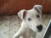 Отдам щенка, фотография 2