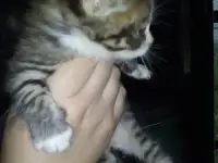 Маленькие котята ищут дом, фотография 3