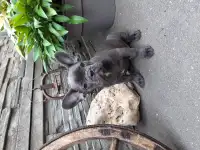 Французкий бульдог