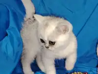 Шотландские котята., фотография 4