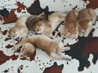 Шотландские котята, золотая шиншилла, фотография 3