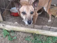 Собака Жулька в дар