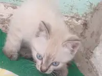Котенок даром, фотография 2