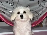 мальтийская болонка мини девочка, фотография 2