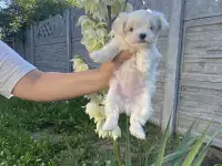 Мальтезе, фотография 3