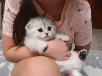 Котята, фотография 6