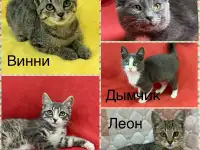 Котята 3-4 месяца