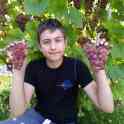 Продам саженцы винограда, фотография 5