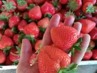 Саженцы клубники сорт Аргентера