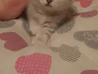 Котята, фотография 6