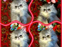 Персидские котята экстремального типа чистокровные. Персы., фотография 7