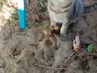 Котенок в дар, фотография 6