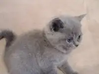 Котята Британские, фотография 9