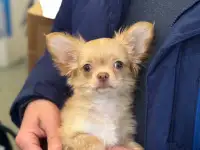 Чихуахуа щенки
