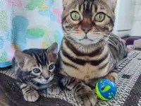 Бенгальский котенок (мальчик), фотография 5