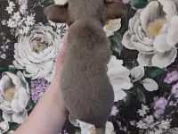 Чихуахуа лиловые., фотография 4