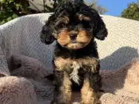 Кавапу девочка мини (Cavapoo), фотография 3